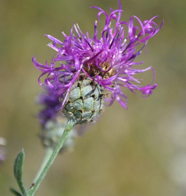 Valle del Durance (Valle Alpina .francese) - Centaurea scabiosa